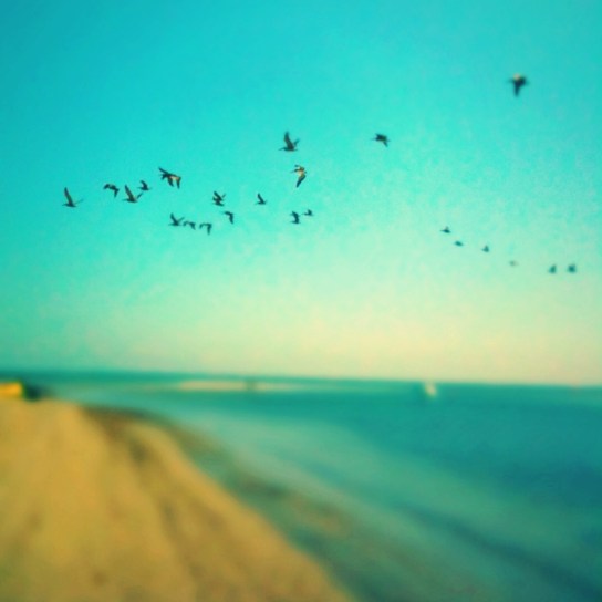 "The Select Few" by Jaime Ferreyros