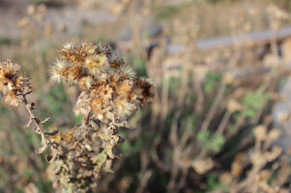 MadisonPoulter-Blue-img_0127