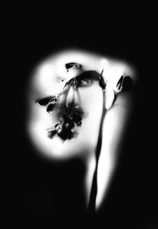 "Bluebell" by Kristi  Beisecker