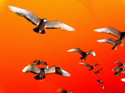 harpies-rollin-jewett