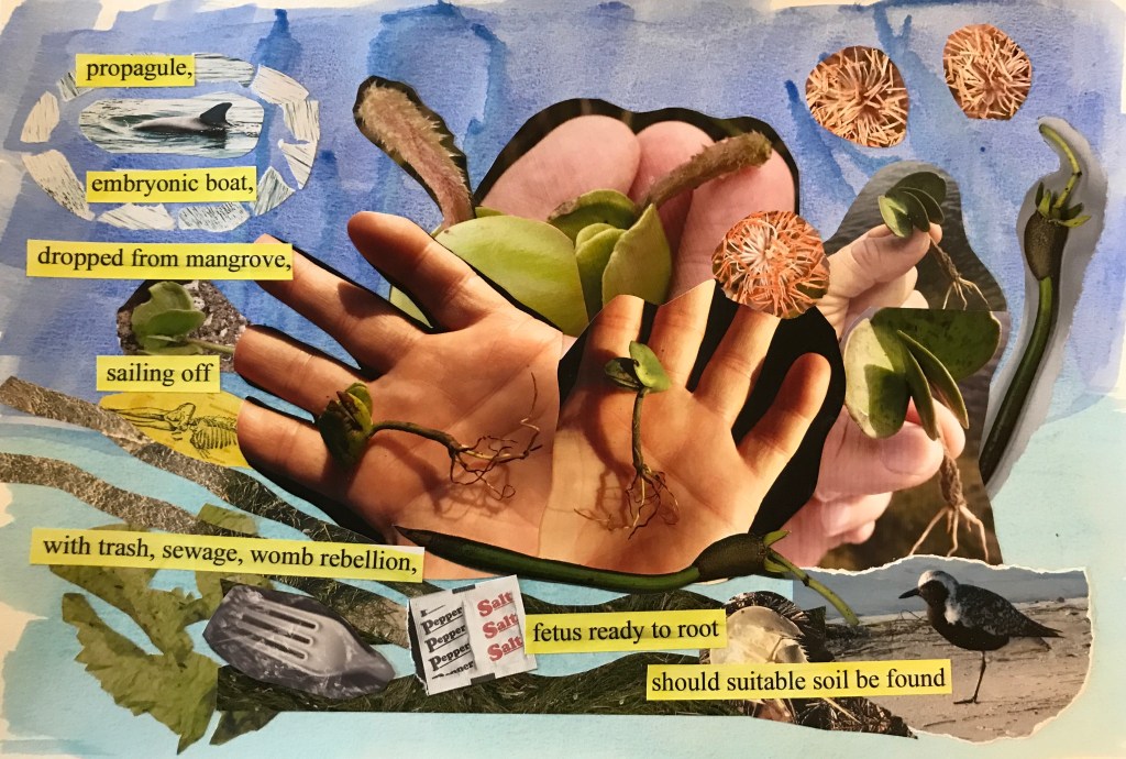 Propagule 12” x 18” acrylic, photo collage, and text
A hand holding a sprouting mangrove propagule, repeated several times, surrounded by sea grass, dolphin, crab and shorebird on an aqua blue background.